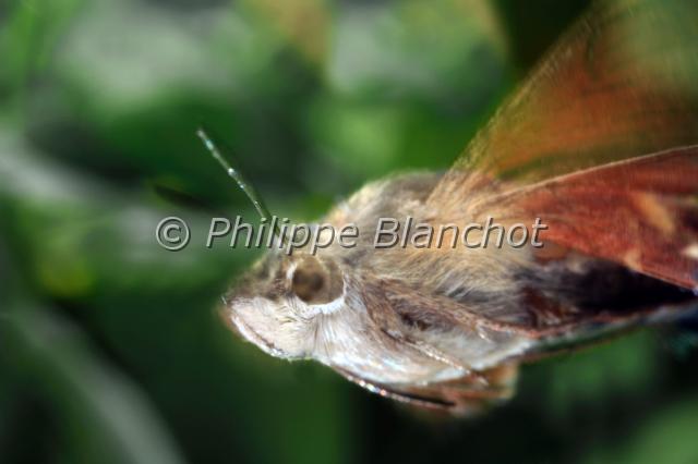 macroglossum stellatarum 3.JPG - Macroglossum stellatarum (Portrait)Moro sphinx, Sphinx colibriHummingbird hawk-mothLepidoptera, SphingidaePyrénées, France